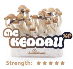 Comprar Mc-Kennaii 100% mycelium mushroom Baratas