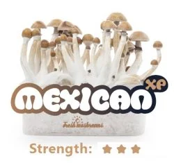 Comprar Mexican xp 100 % micelio cultivo de setas de la risa