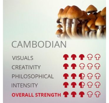 Kit De Cultivo De Setas Alucinógenas Cambodian Cubensis