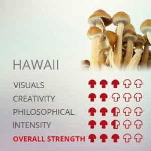 Kit De Cultivo De Setas Alucinógenas Hawaii Cubensis