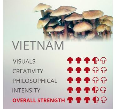 Kit De Cultivo De Setas Alucinógenas Vietnam Cubensis