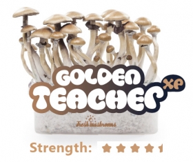 comprar pan de setas Golden-Teacher-grow-kit en Ofertas cultivo