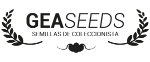 semillas marihuana Banco Gea seeds Feminizadas