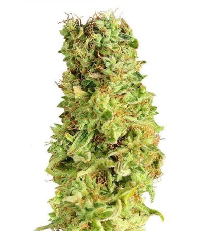 Comprar semillas de marihuana matanus-k-gea seeds en españa