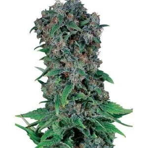 comprar semillas marihuana black-kush-98-gea seeds online